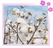 Envireomentally Friendly Cotton